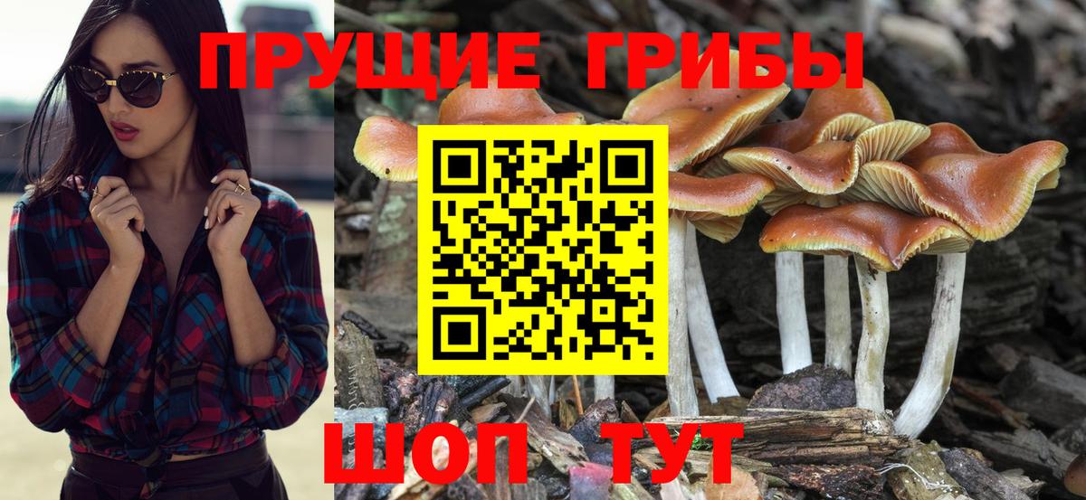 Сердобск  магазин продажи   Вход с VPN  Галлюциногенные грибы мицелий  Псилоцибиновые грибы Psilocybe 